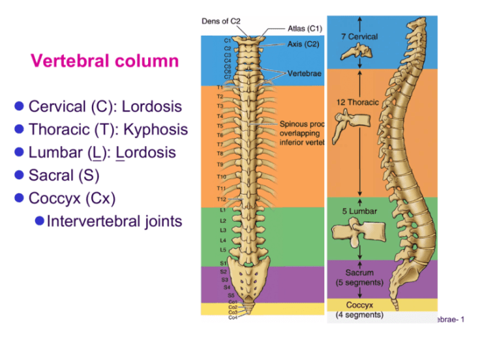 Vertebrae intervertebral foramina