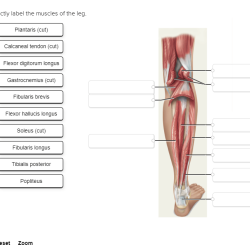 Correctly label the muscles of the leg