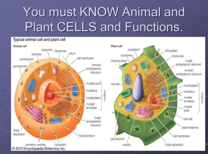 Cells and their organelles worksheet