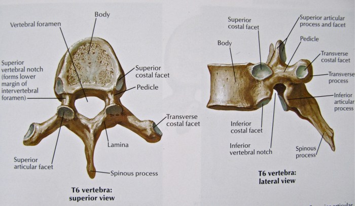 Any of 12 spinal bones crossword clue