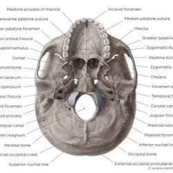 Inferior view of skull quiz