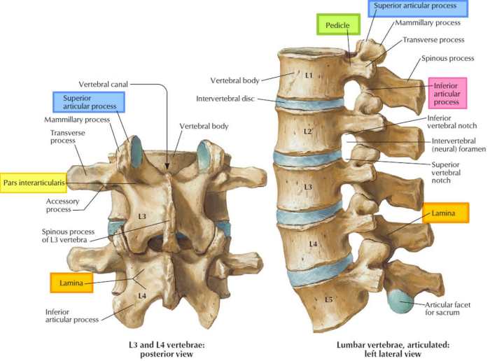 Human spine vertebrae tempered column part vertebral image002 cellist well stu forensicscience ca