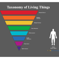 Taxonomy organisms