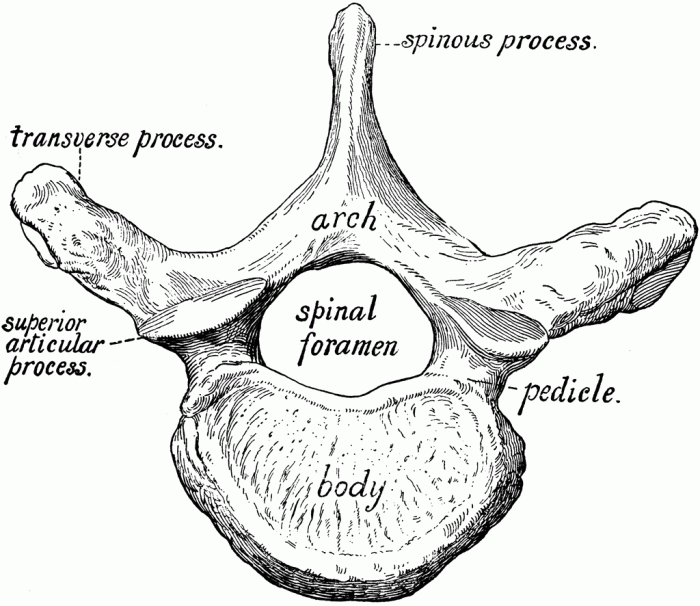 Vertebral column vertebrae chart anatomy human spine bones number anatomical body spinal thoracic macias melissa skeleton physiology poster models ca