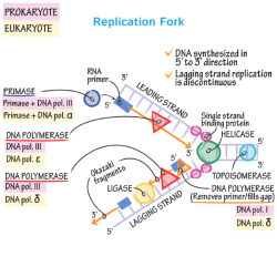 Dna replication topoisomerase helicase unwinding strands enzymes rna proteins binding polymerase primase ligase enzyme transcription lagging unwinds okazaki genetics fragments