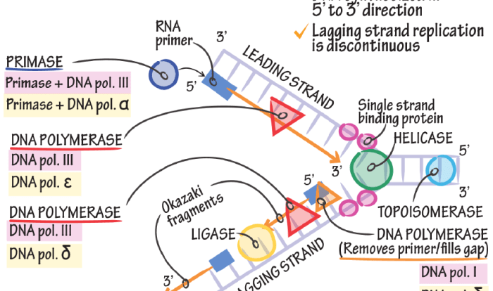 Dna replication topoisomerase helicase unwinding strands enzymes rna proteins binding polymerase primase ligase enzyme transcription lagging unwinds okazaki genetics fragments