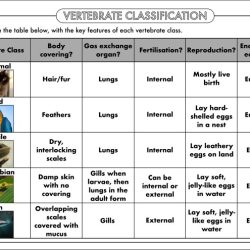 Biological evolution and classification answer key